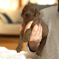 JASPER, a male Irish Doodle for sale in Winston-Salem, NC – Photo 4 of 4