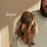 JASPER, a male Irish Doodle for sale in Winston-Salem, NC – Photo 3 of 4