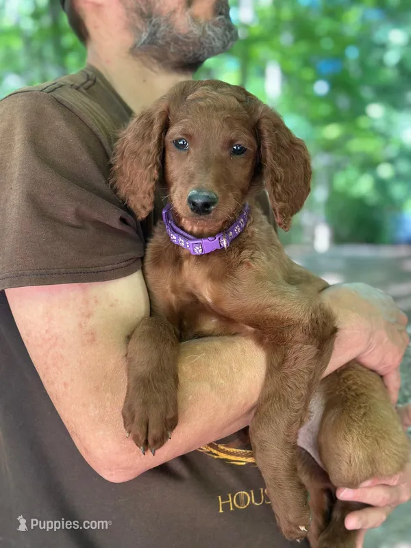 RUBY RED – Irish Doodle puppy for sale in Winston-Salem, NC