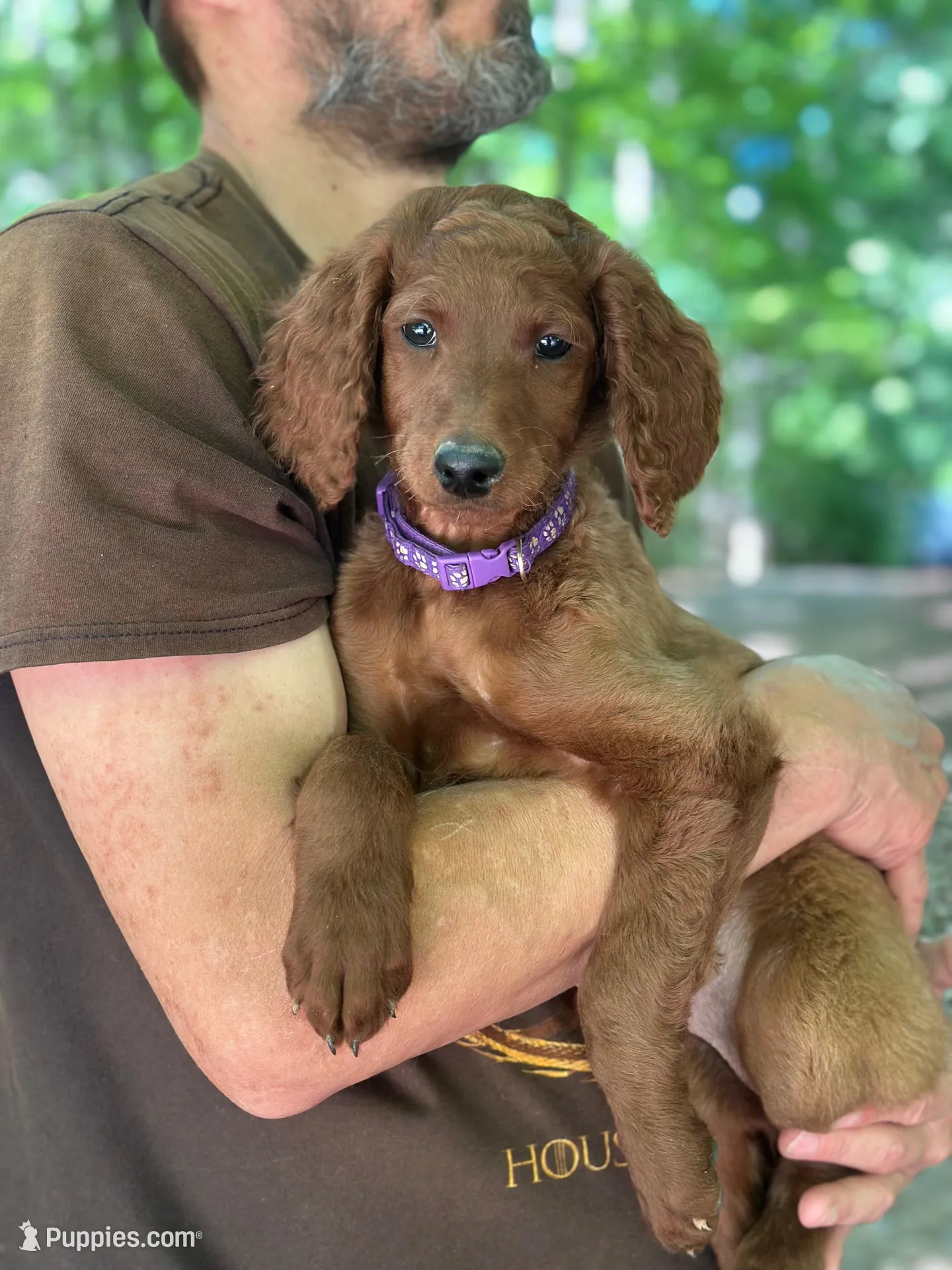 RUBY RED, a female Irish Doodle for sale in Winston-Salem, NC – Photo 1 of 6