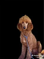 Juliet, a female Goldendoodle for sale in Winston-Salem, NC – Photo 1 of 2