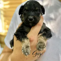 GIGI, a female Bernedoodle for sale in Winston-Salem, NC – 2 of 2