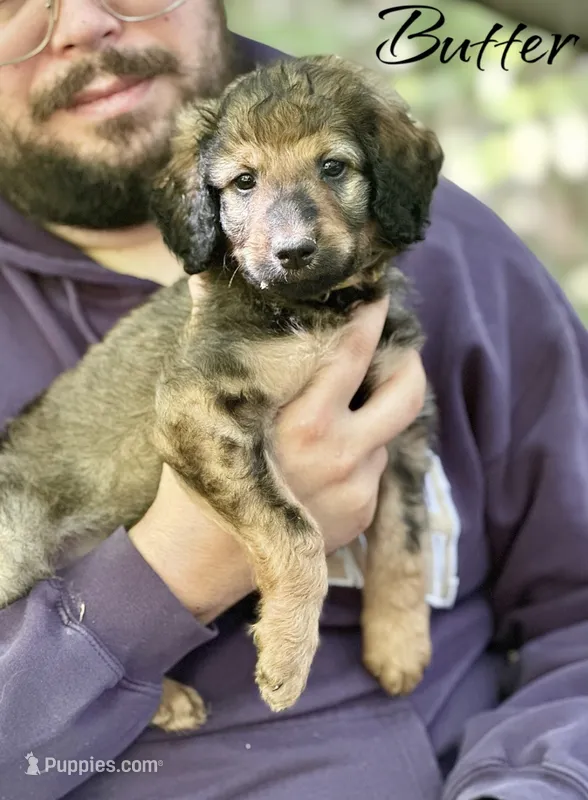 BUTTER – Bernedoodle puppy for sale in Winston-Salem, NC