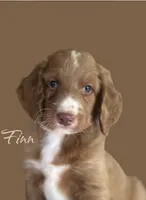 FINN, a male Irish Doodle for sale in Winston-Salem, NC – 3 of 4
