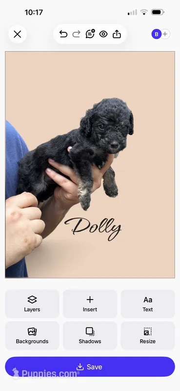 DOLLY – Bernedoodle puppy for sale in Winston-Salem, NC