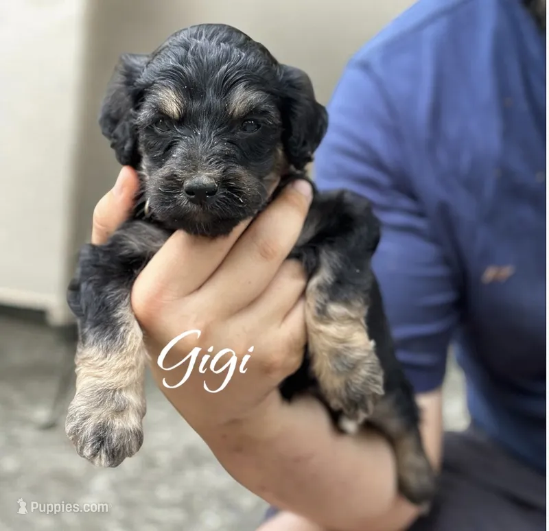 GIGI – Bernedoodle puppy for sale in Winston-Salem, NC