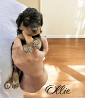 OLLIE, a male Bernedoodle for sale in Winston-Salem, NC – 3 of 3