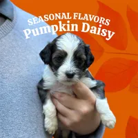 Daisy, a female Bernedoodle for sale in Winston-Salem, NC – Photo 4 of 9
