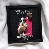 Daisy, a female Bernedoodle for sale in Winston-Salem, NC – Photo 9 of 9