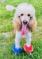 Daisy, a female Bernedoodle for sale in Winston-Salem, NC – Photo 6 of 9