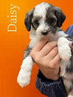 Daisy, a female Bernedoodle for sale in Winston-Salem, NC – Photo 2 of 9