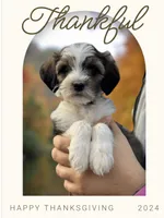 Daisy, a female Bernedoodle for sale in Winston-Salem, NC – Photo 1 of 9