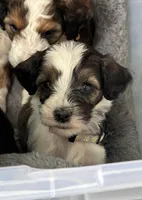 Daisy, a female Bernedoodle for sale in Winston-Salem, NC – Photo 7 of 9
