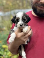 Daisy, a female Bernedoodle for sale in Winston-Salem, NC – Photo 3 of 9