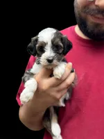 Daisy, a female Bernedoodle for sale in Winston-Salem, NC – Photo 8 of 9