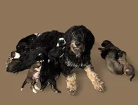 Daisy, a female Bernedoodle for sale in Winston-Salem, NC – Photo 5 of 9