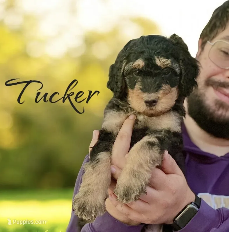 TUCKER – Bernedoodle puppy for sale in Winston-Salem, NC