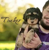 TUCKER, a male Bernedoodle for sale in Winston-Salem, NC – 1 of 4