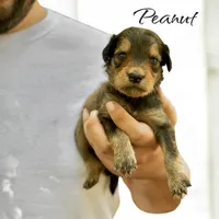 PEANUT, a male Bernedoodle for sale in Winston-Salem, NC – 1 of 4
