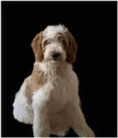 Scout, a male Goldendoodle for sale in Winston-Salem, NC – Photo 5 of 5