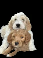 Scout, a male Goldendoodle for sale in Winston-Salem, NC – Photo 2 of 5