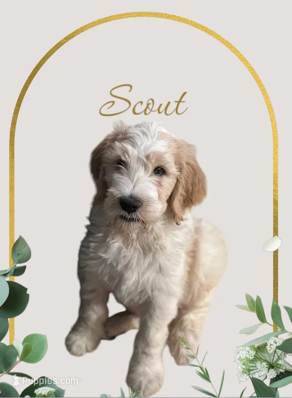 Scout