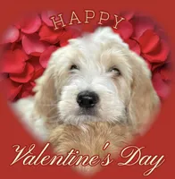 Scout, a male Goldendoodle for sale in Winston-Salem, NC – Photo 3 of 5