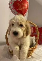 Scout, a male Goldendoodle for sale in Winston-Salem, NC – Photo 4 of 5