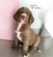FINN, a male Irish Doodle for sale in Winston-Salem, NC – 2 of 4