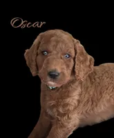 OSCAR, a male Irish Doodle for sale in Winston-Salem, NC – 2 of 3