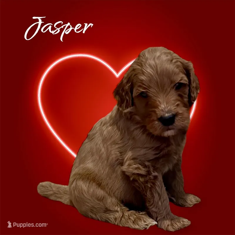 Jasper F1B