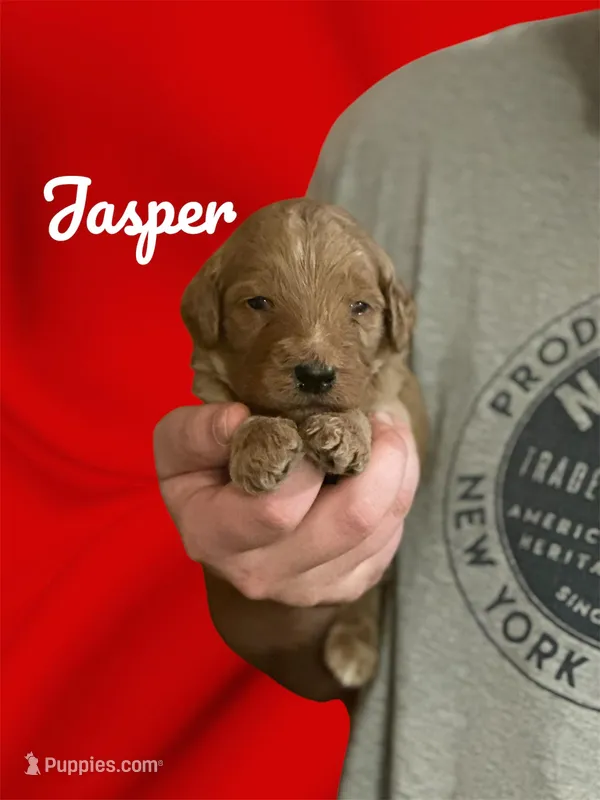 Jasper F1B