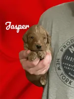 Jasper F1B, a male Goldendoodle for sale in Winston-Salem, NC – Photo 1 of 6