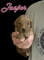 Jasper F1B, a male Goldendoodle for sale in Winston-Salem, NC – Photo 5 of 6