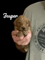 Jasper F1B, a male Goldendoodle for sale in Winston-Salem, NC – Photo 6 of 6