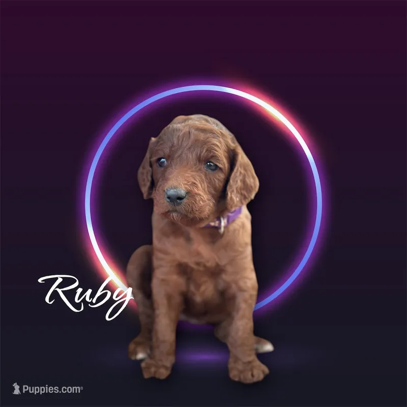 RUBY RED – Irish Doodle puppy for sale in Winston-Salem, NC