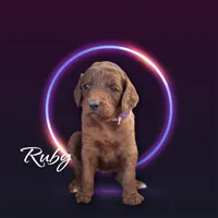 RUBY RED, a female Irish Doodle for sale in Winston-Salem, NC – Photo 2 of 6