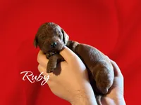 RUBY RED, a female Irish Doodle for sale in Winston-Salem, NC – Photo 4 of 6