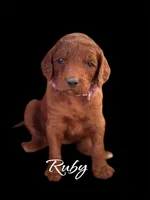 RUBY RED, a female Irish Doodle for sale in Winston-Salem, NC – Photo 3 of 6