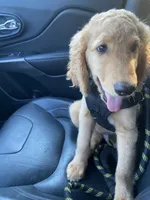 Duke, a male Goldendoodle for sale in Winston-Salem, NC – 2 of 5