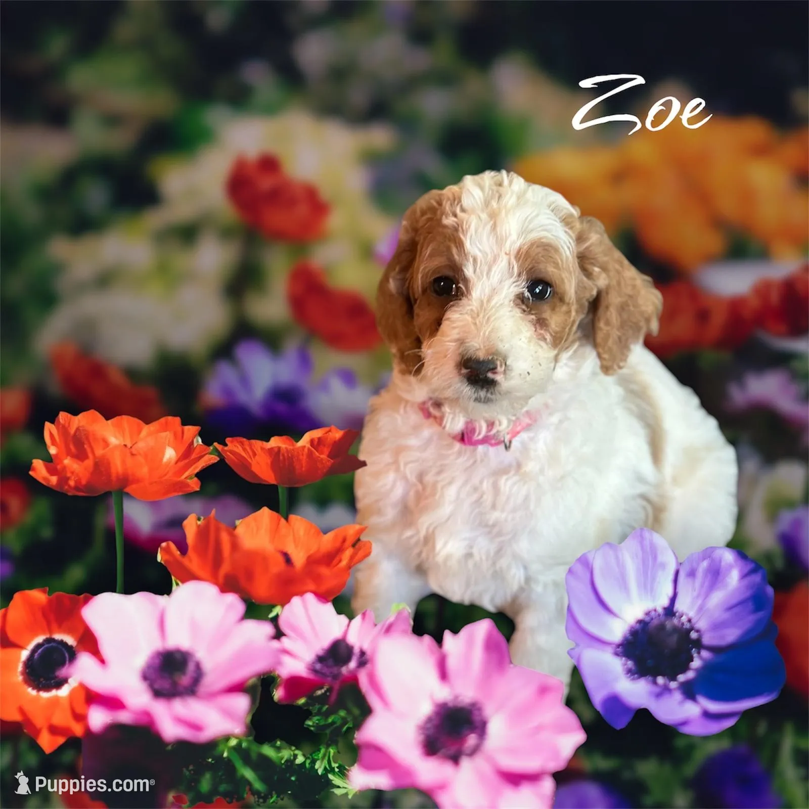 Zoe, a female Irish Doodle for sale in Winston-Salem, NC – 2 of 7