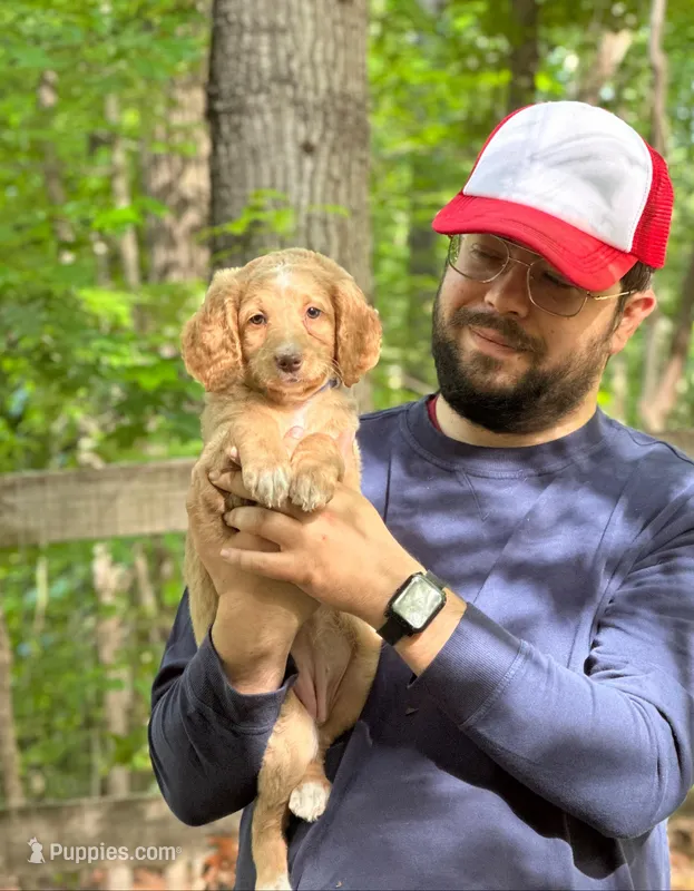 Molly – Irish Doodle puppy for sale in Winston-Salem, NC