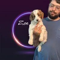 Zoe, a female Irish Doodle for sale in Winston-Salem, NC – 7 of 7