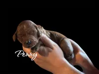 PENNY, a female Irish Doodle for sale in Winston-Salem, NC – Photo 2 of 2