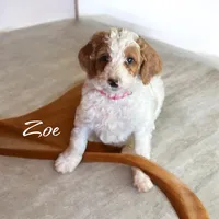 Zoe, a female Irish Doodle for sale in Winston-Salem, NC – 3 of 7