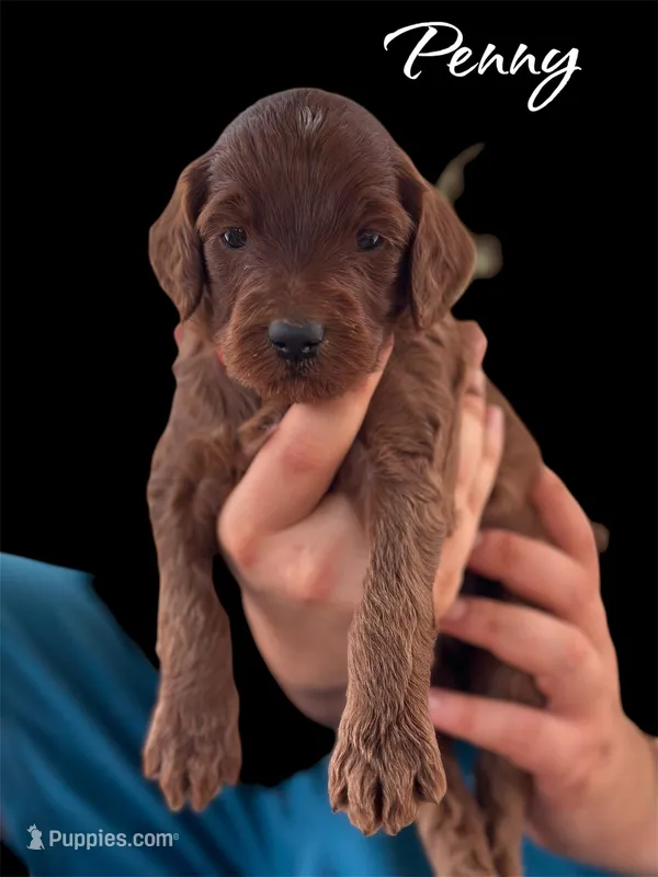 PENNY – Irish Doodle puppy for sale in Winston-Salem, NC