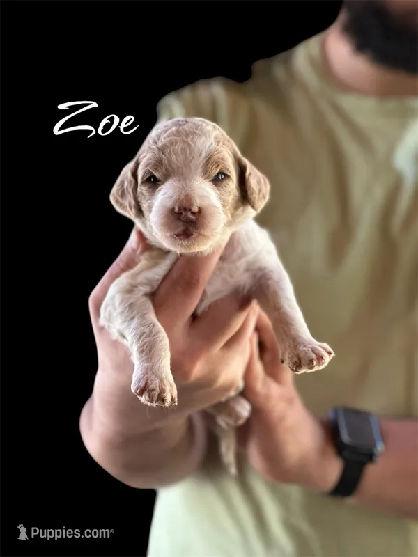 Zoe – Irish Doodle puppy for sale in Winston-Salem, NC