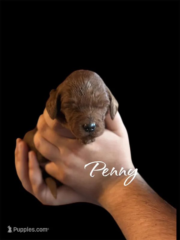 PENNY – Irish Doodle puppy for sale in Winston-Salem, NC