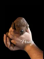 PENNY, a female Irish Doodle for sale in Winston-Salem, NC – Photo 1 of 2