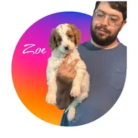 Zoe, a female Irish Doodle for sale in Winston-Salem, NC – 4 of 7